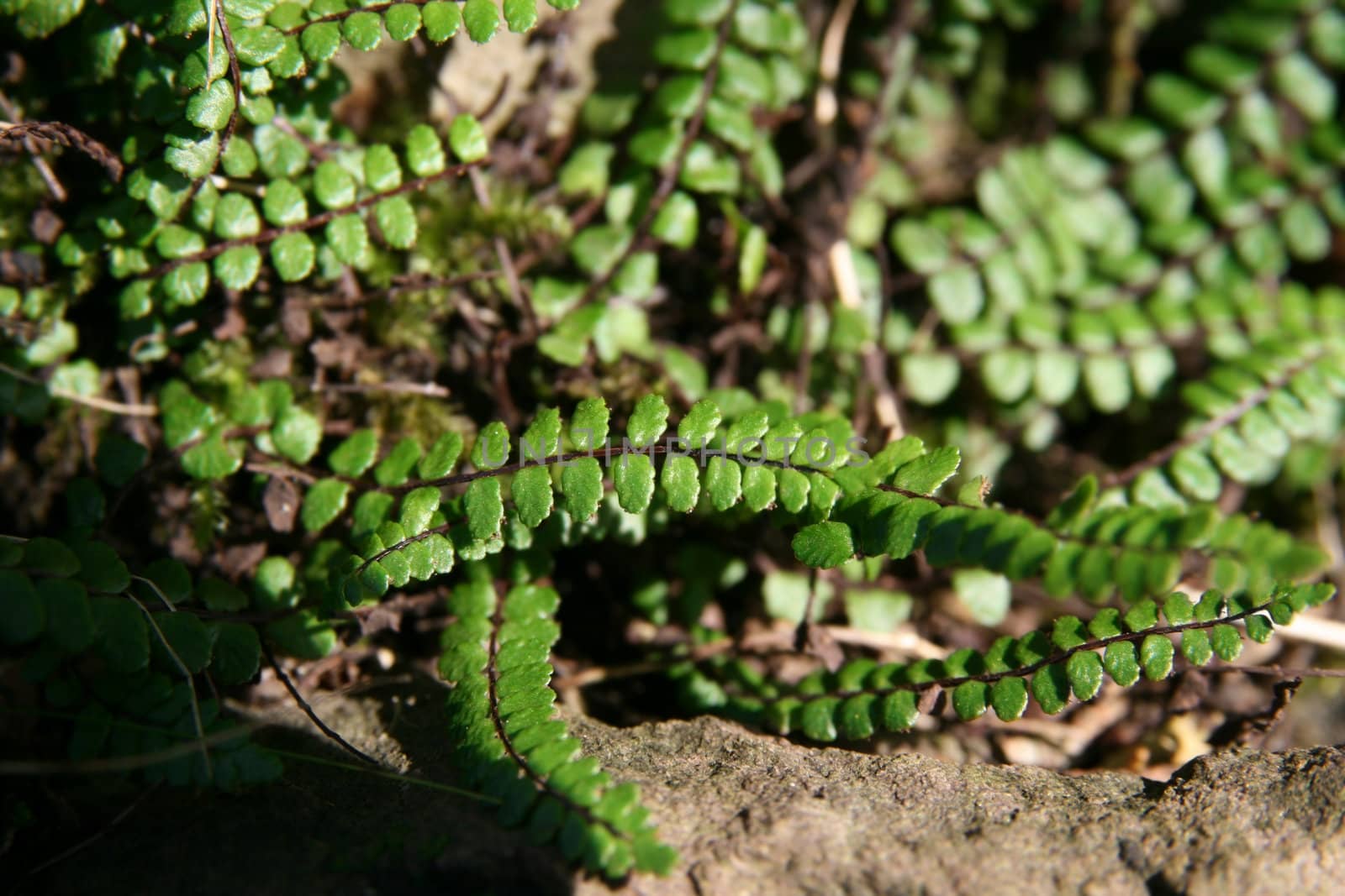 bracken macro picture in a wood