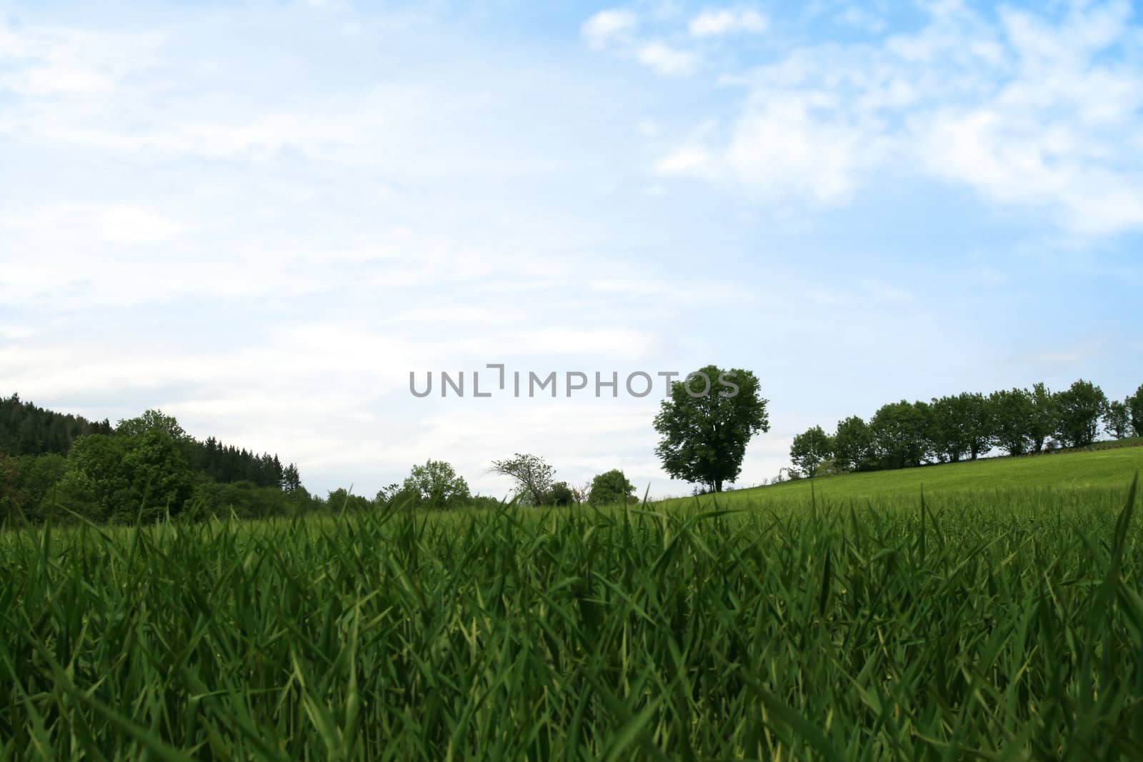 green fields under the blue sky