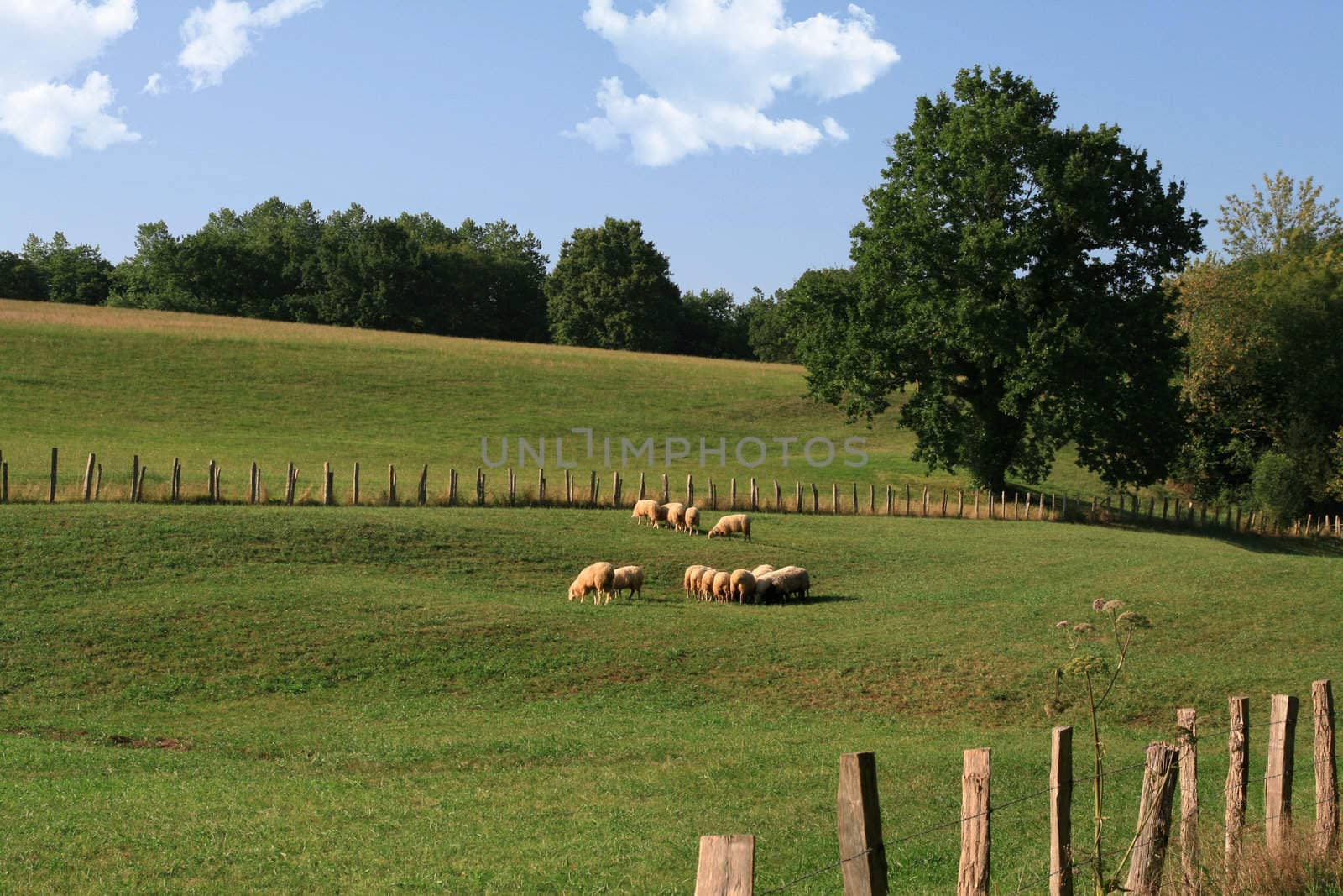 sheep herd in a green country field