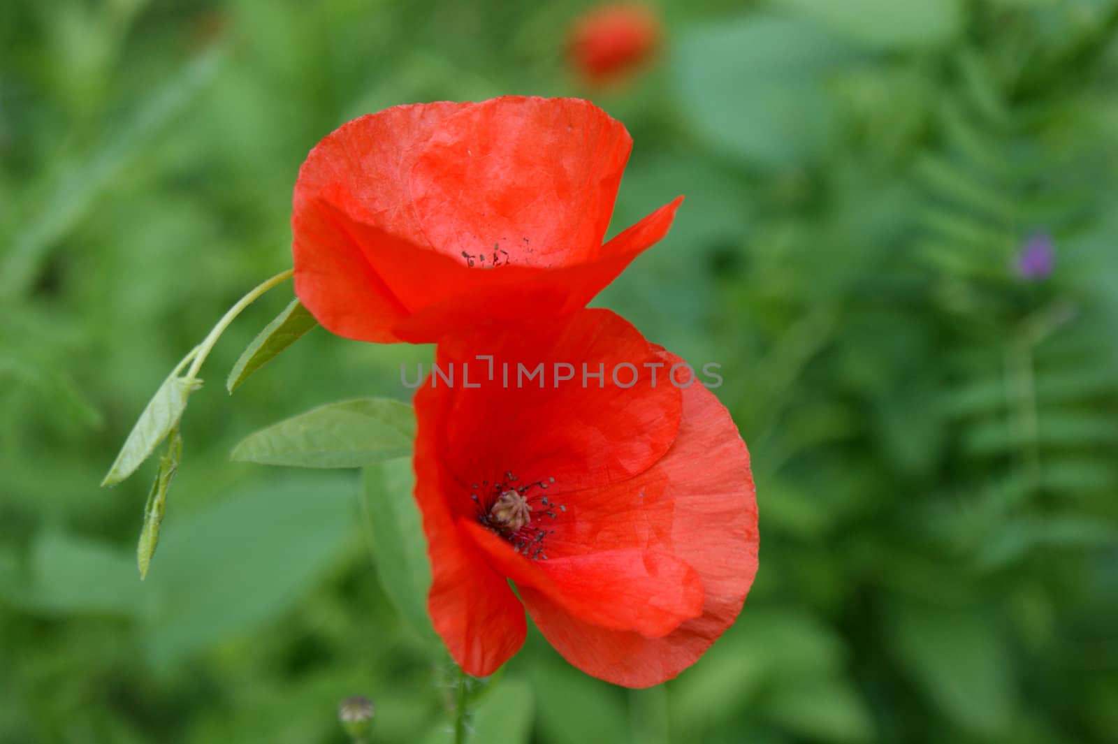 poppies by daboost