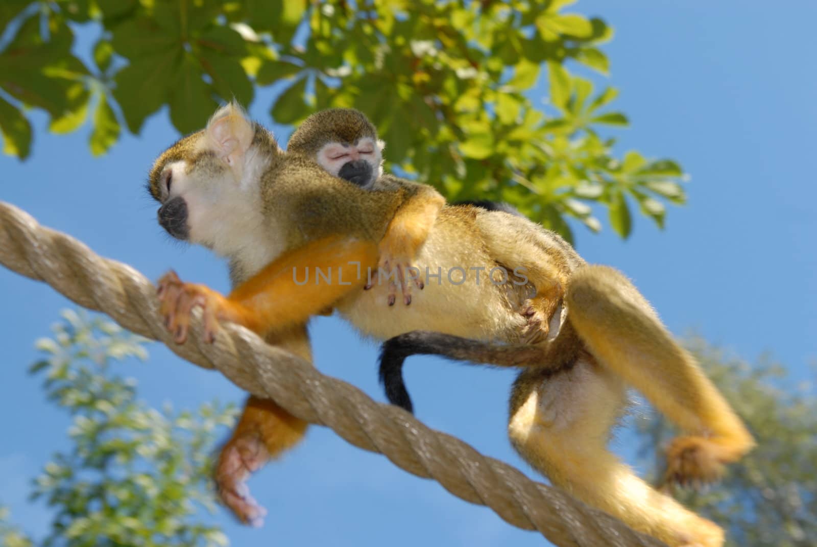 mother and kid of monkey in Kristiansand Dyrepark