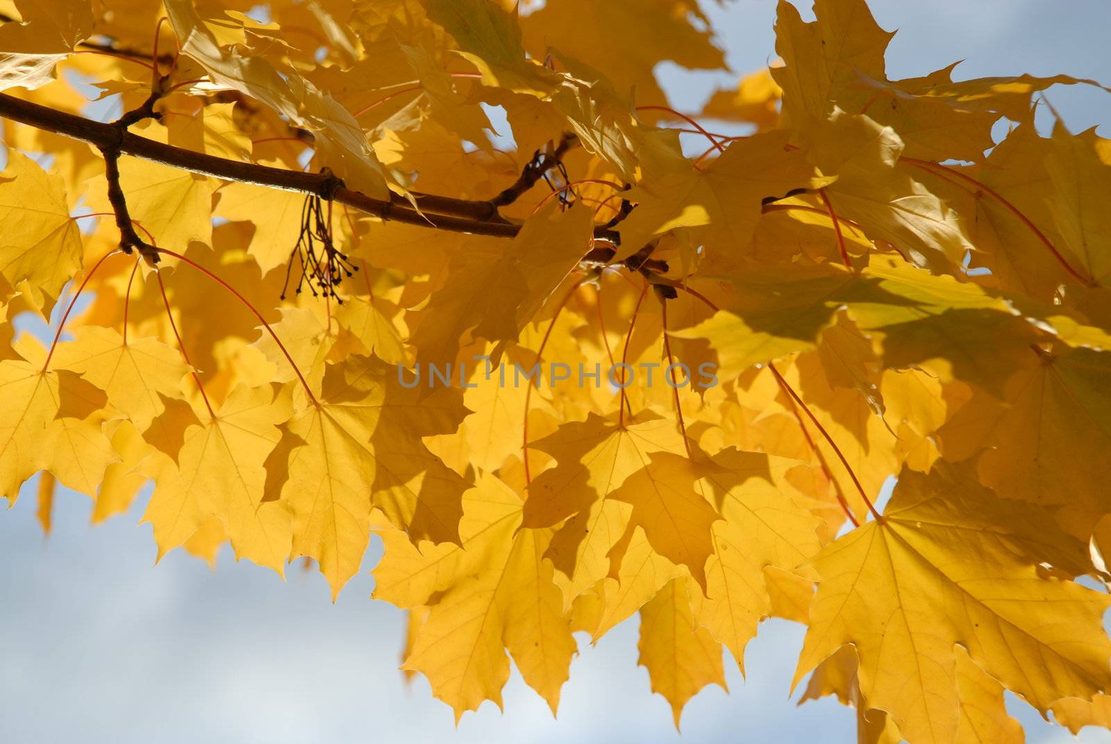 Scandinavian Lifestyle-yellow leaves by Bildehagen