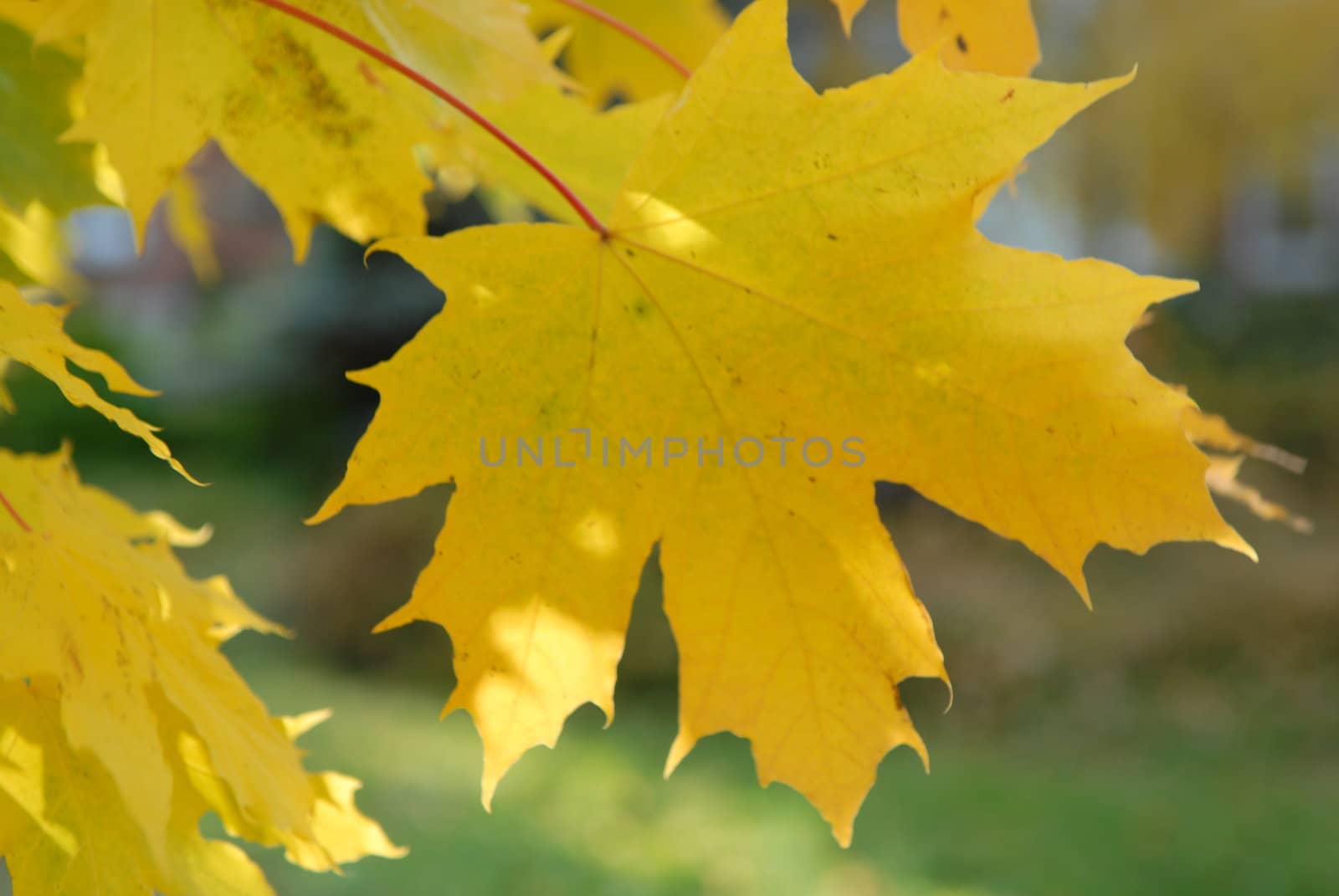 Scandinavian Lifestyle-yellow leaves by Bildehagen