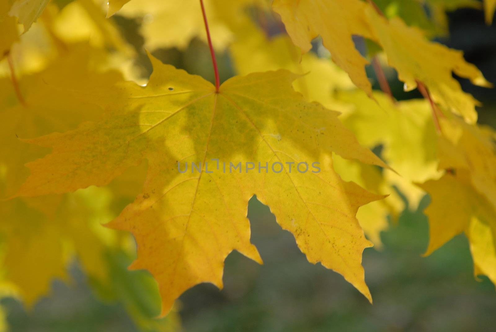 Scandinavian Lifestyle-yellow leaves by Bildehagen
