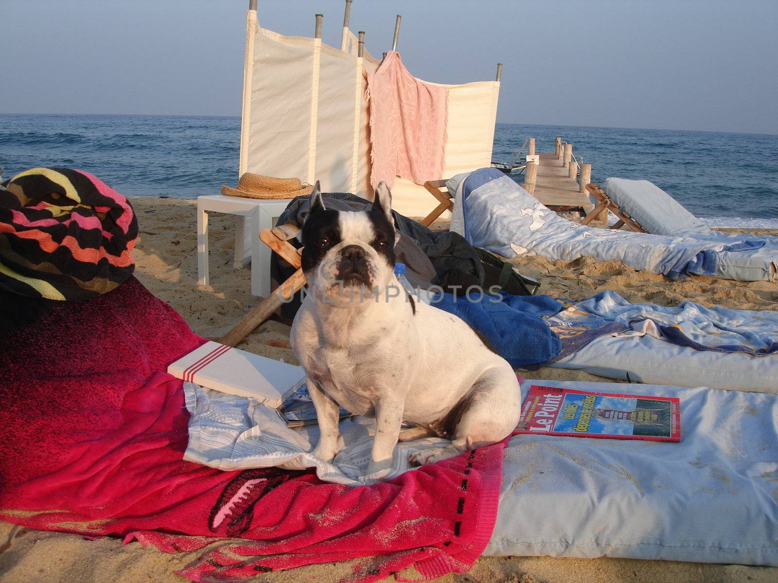 Scandinavian Lifestyle-a dog on the beach by Bildehagen