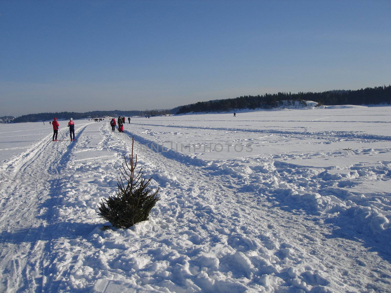 Scandinavian Lifestyle-plant living in snow by Bildehagen