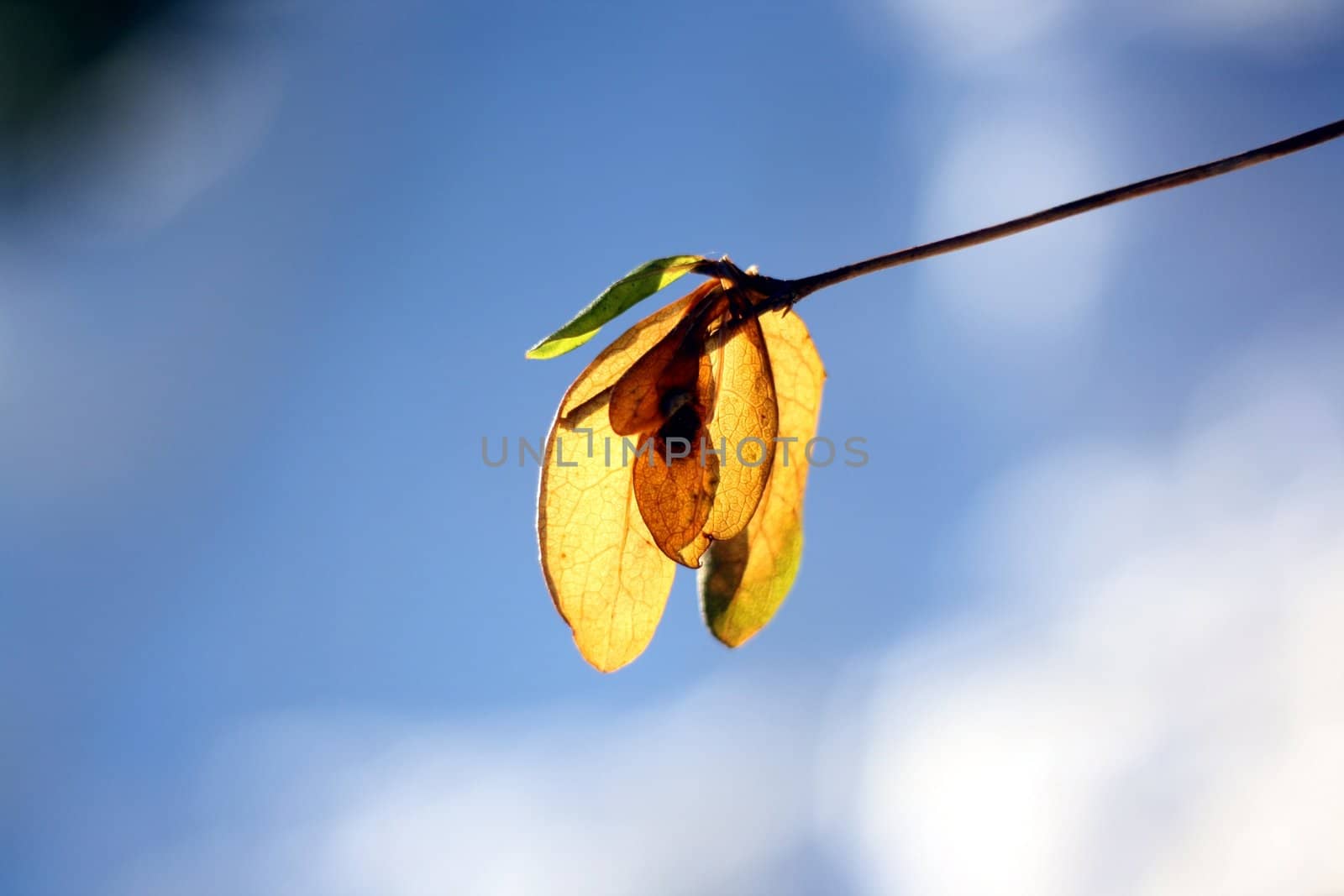 One single maple seed illuminated by the autumn sun