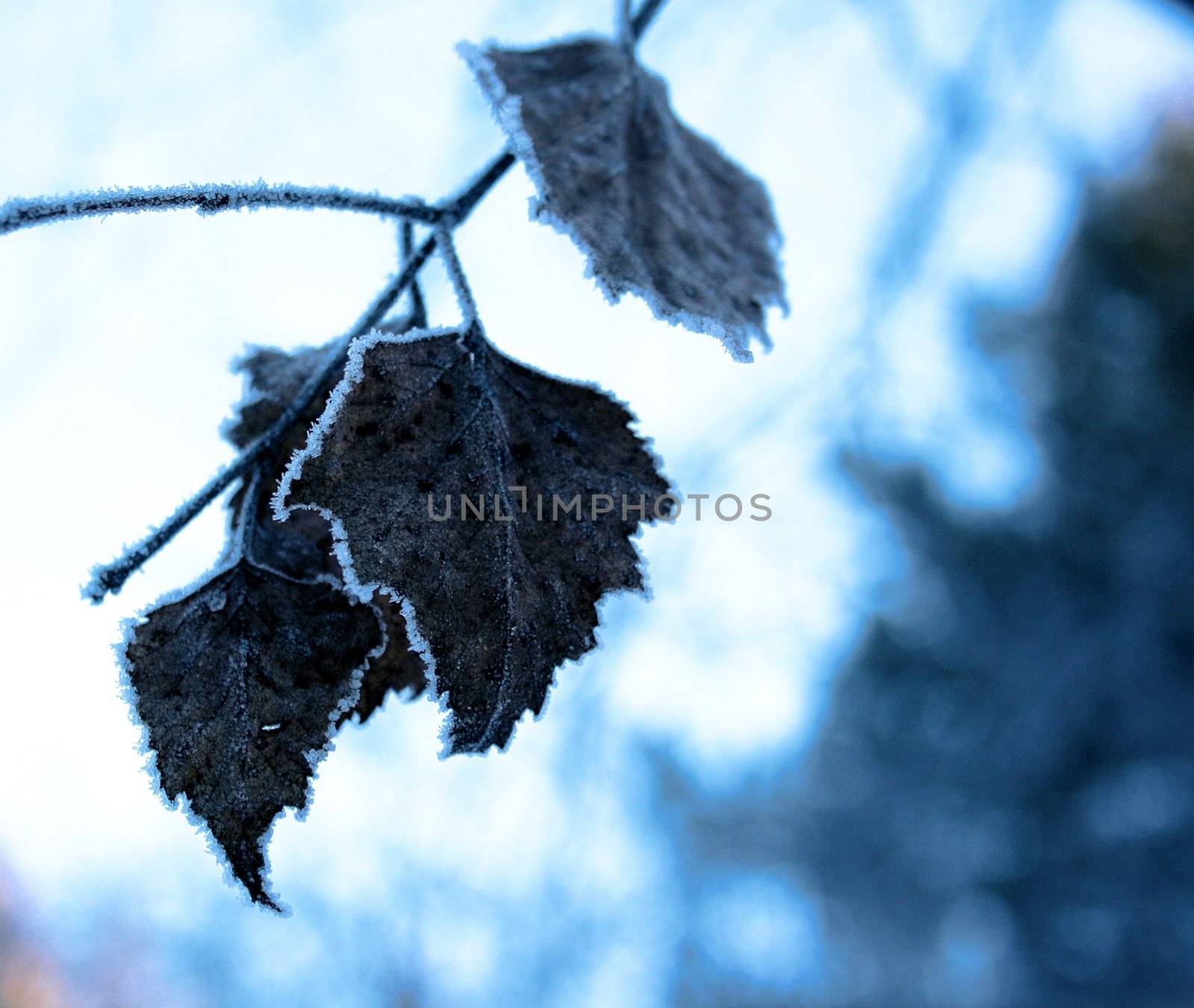 Winter leaf surrounded by a border of ice crystals
