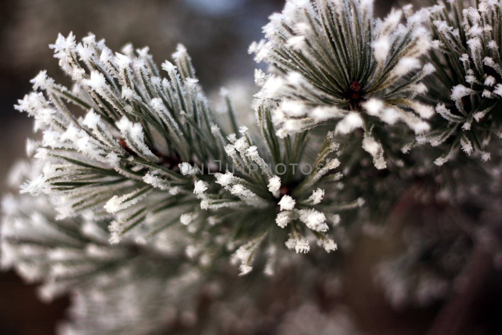 Winter pine ice crystals by sundaune