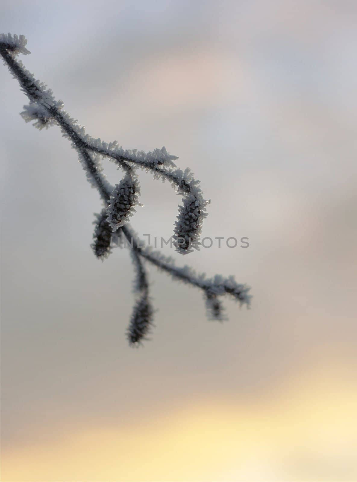 Branch outlined in ice crystals