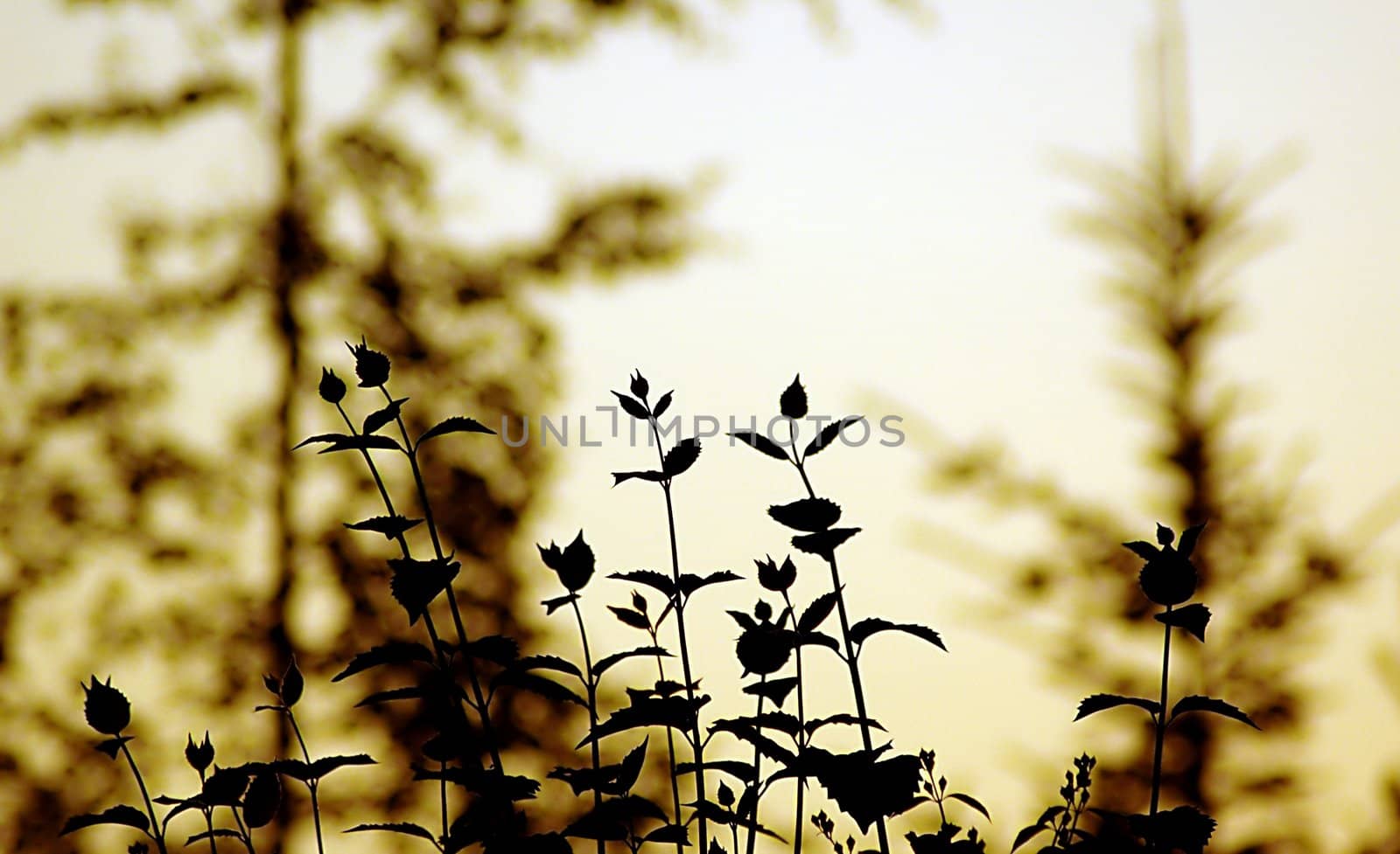 Silhouettes of flowers against sunset, improved version