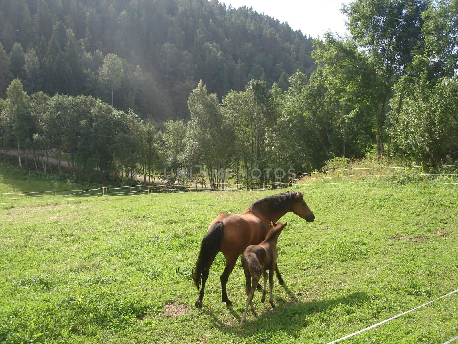 Scandinavian Lifestyle-horses in the wild by Bildehagen