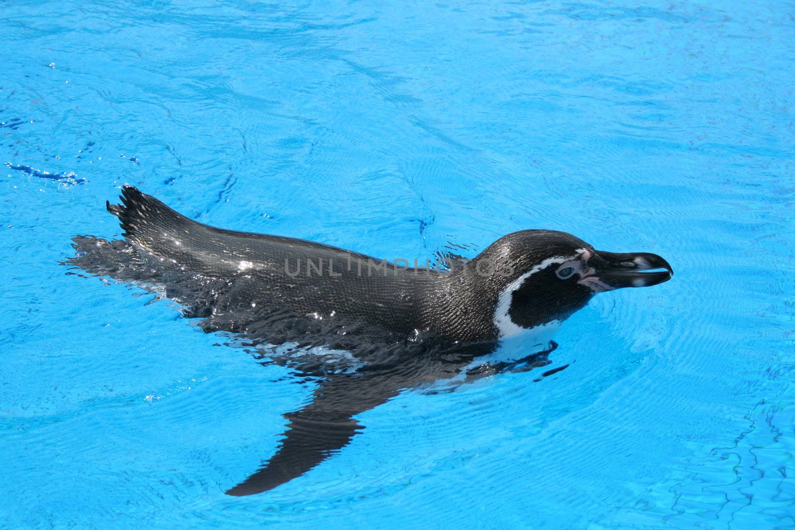 beautiful jackass penguin swimming - crystal clear blue water background
