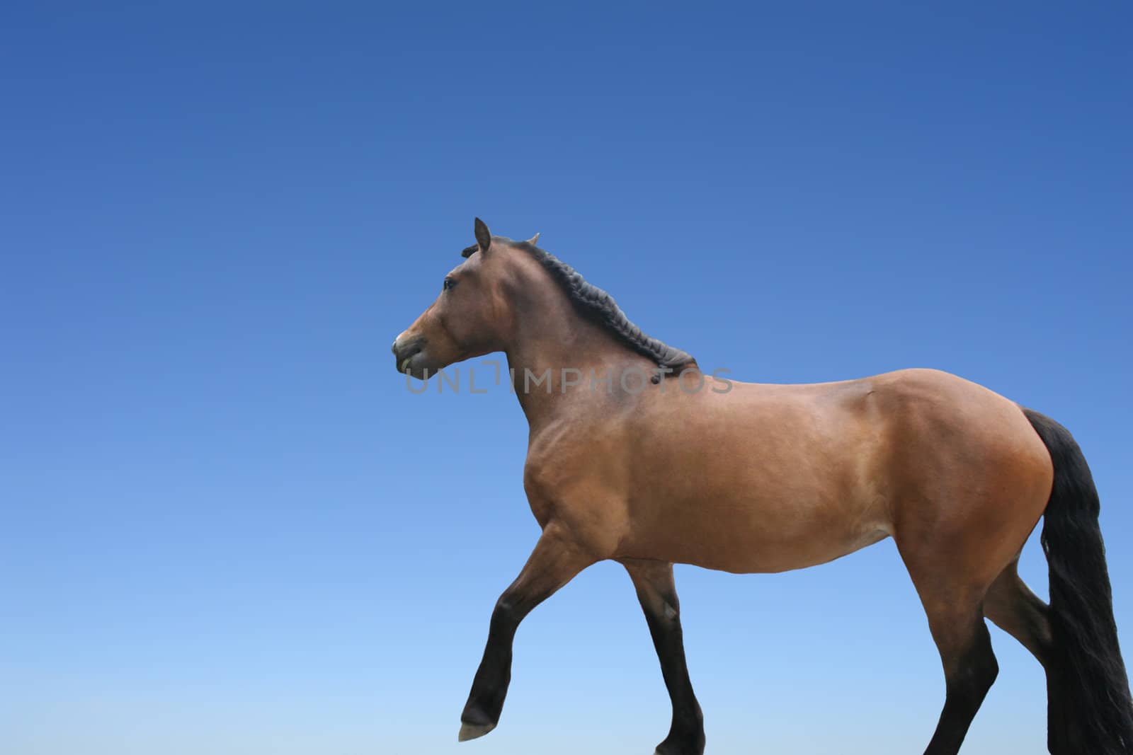 horse isolated on blue background - domestic animals