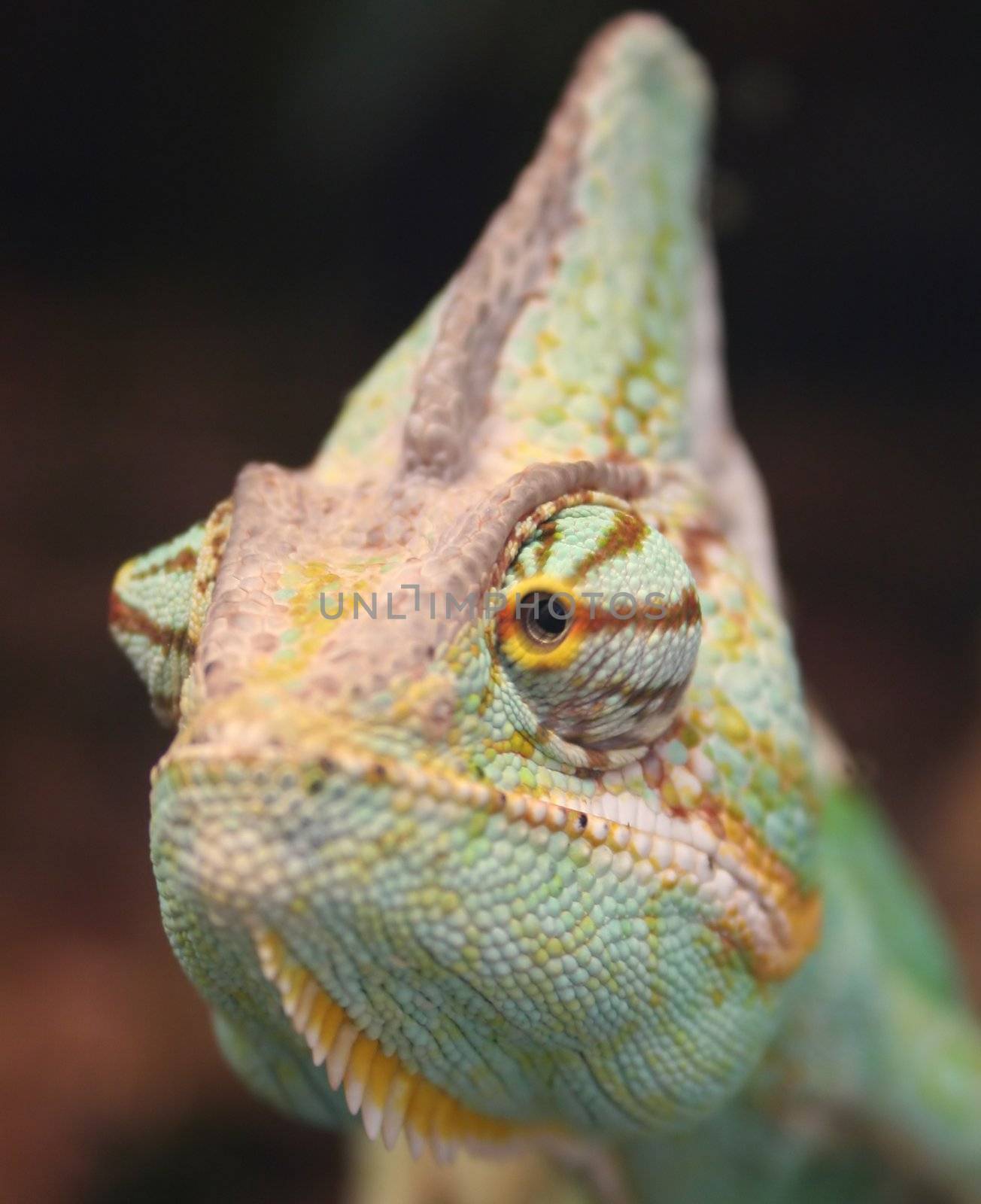 chameleon close up photo - vivid colored
