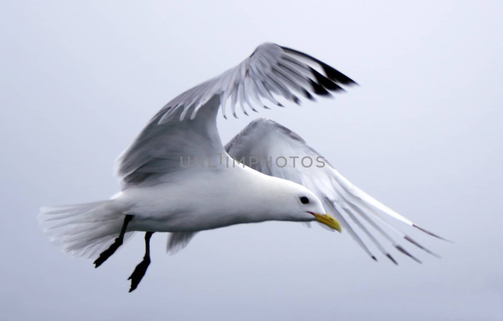 beautiful seagull flying