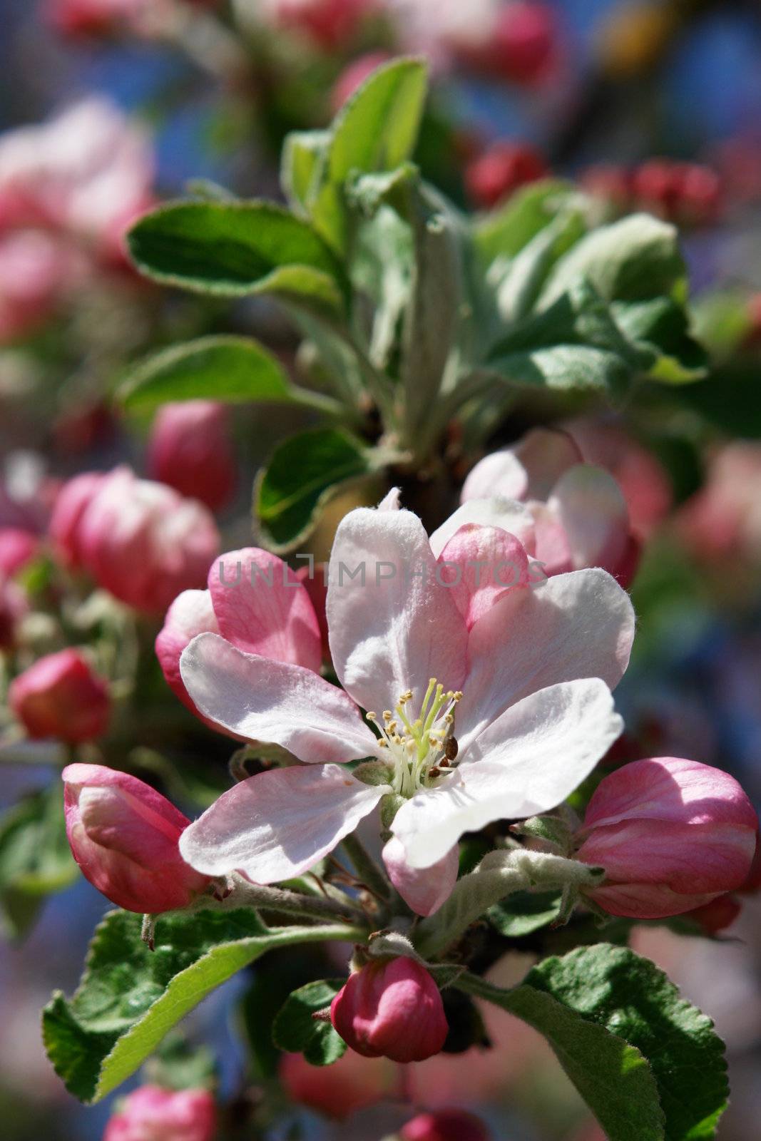 apple blossoms against blue sky on a sunny day