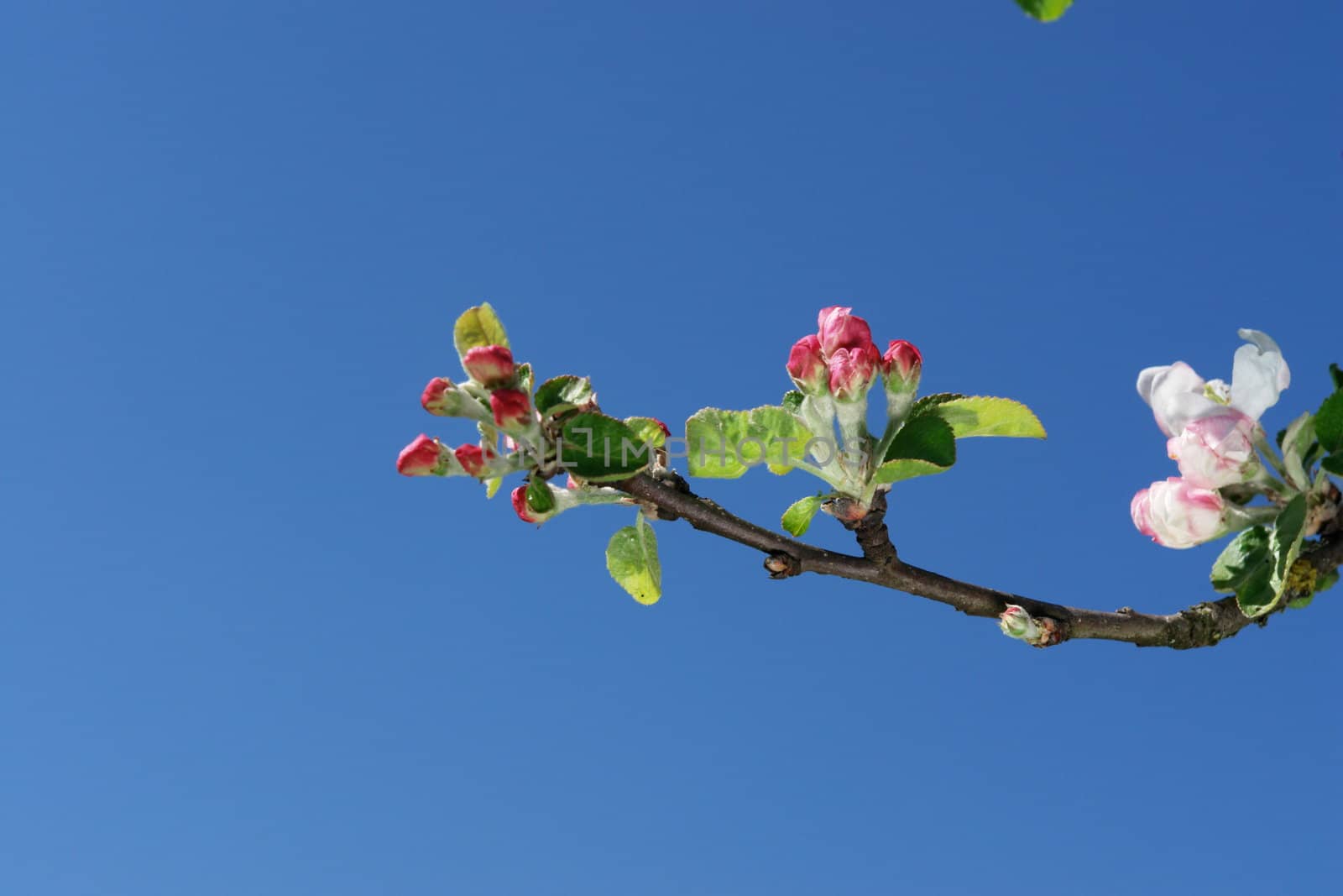 apple blossoms against blue sky on a sunny day