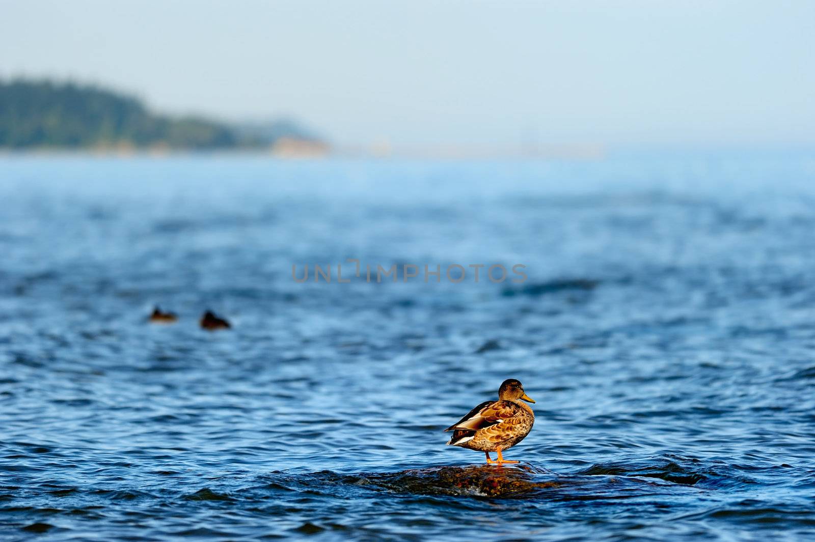 Northern mallard duck on top a boulder in the sea