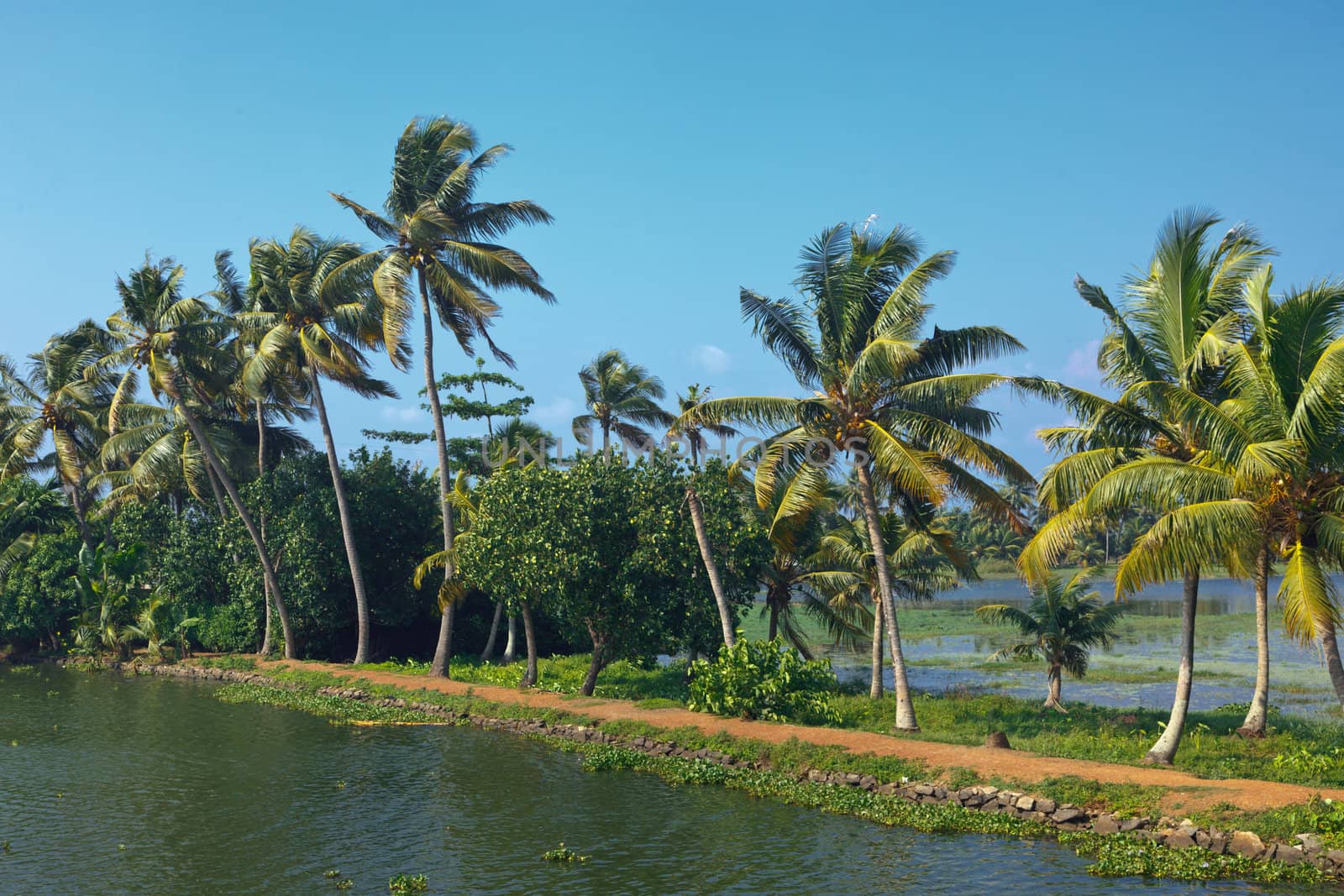 Kerala backwaters by dimol