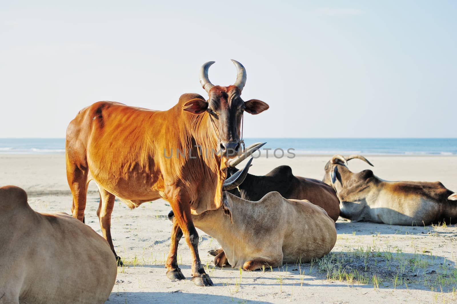 Indian sacred cows on the beach. Goa