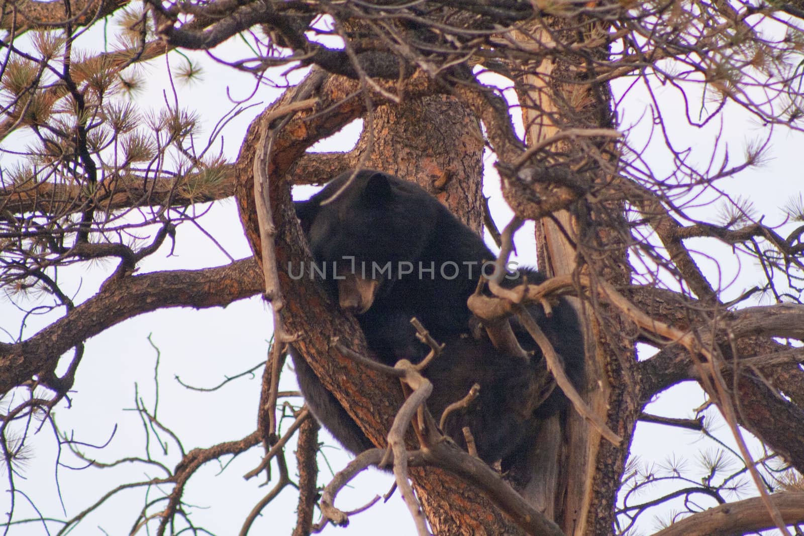 Bear in tree by edhunt