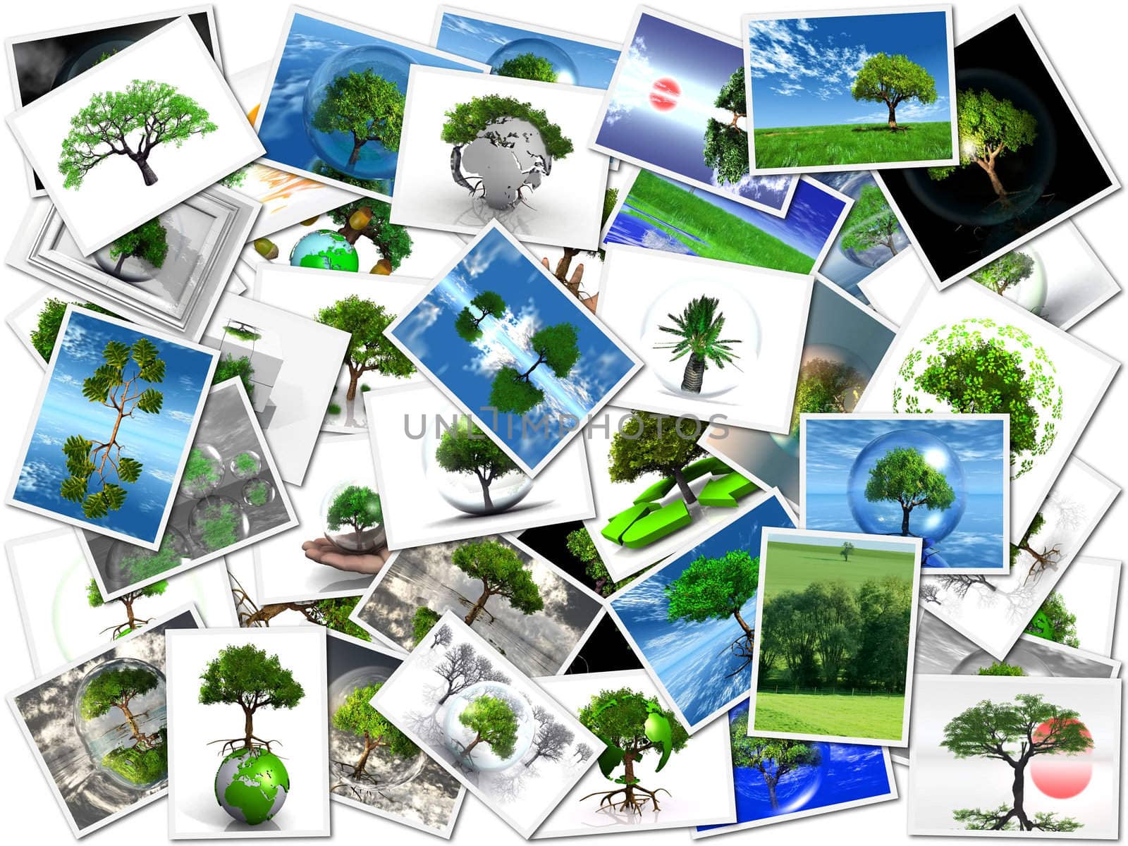 the pictures of my trees