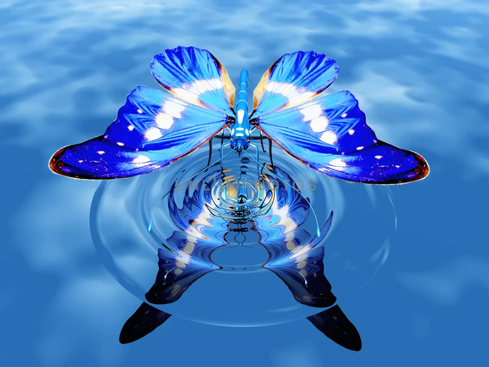 the beautiful butterfly on water