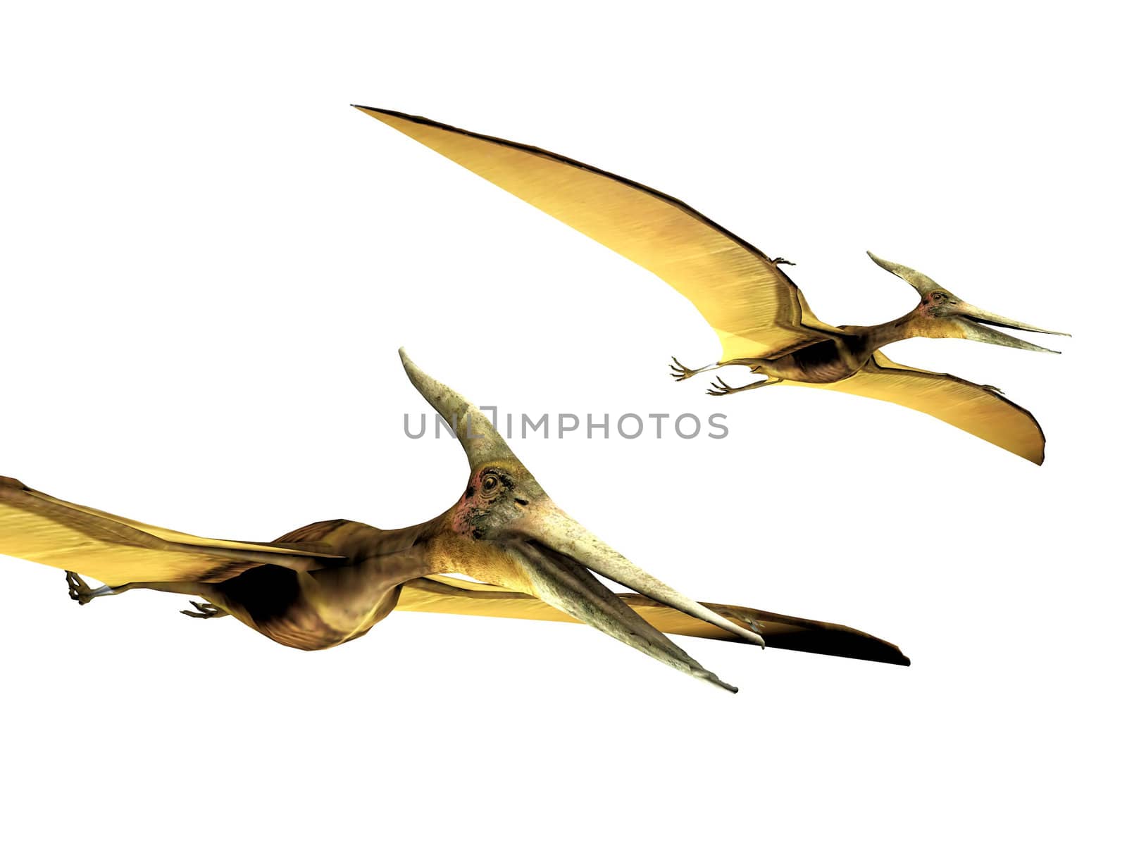 pterodactyls  on a white background