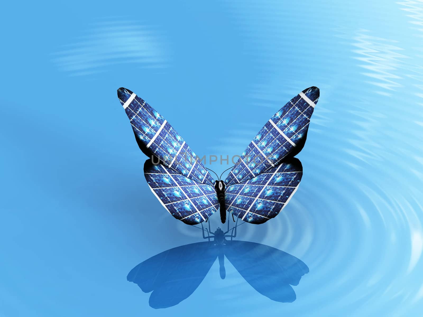 the beautiful butterfly on the water