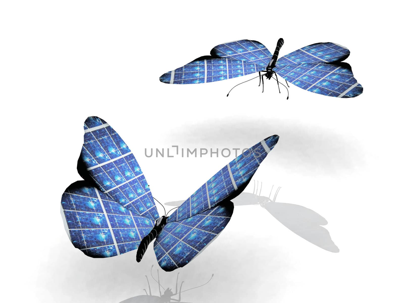 the beautiful butterfly with wings