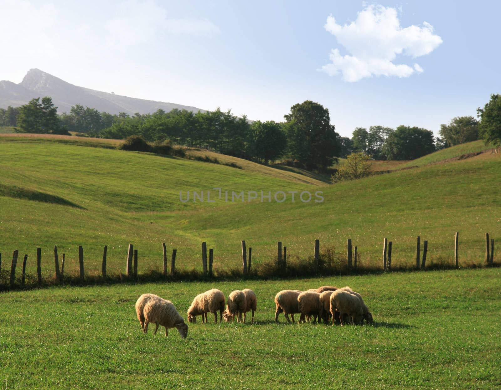 sheep in a meadow by daboost