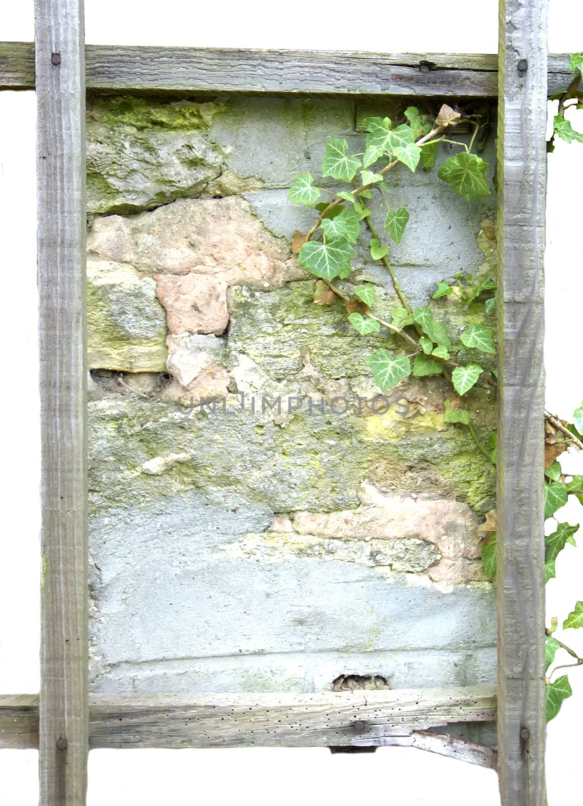 frame of a wall and the ivy