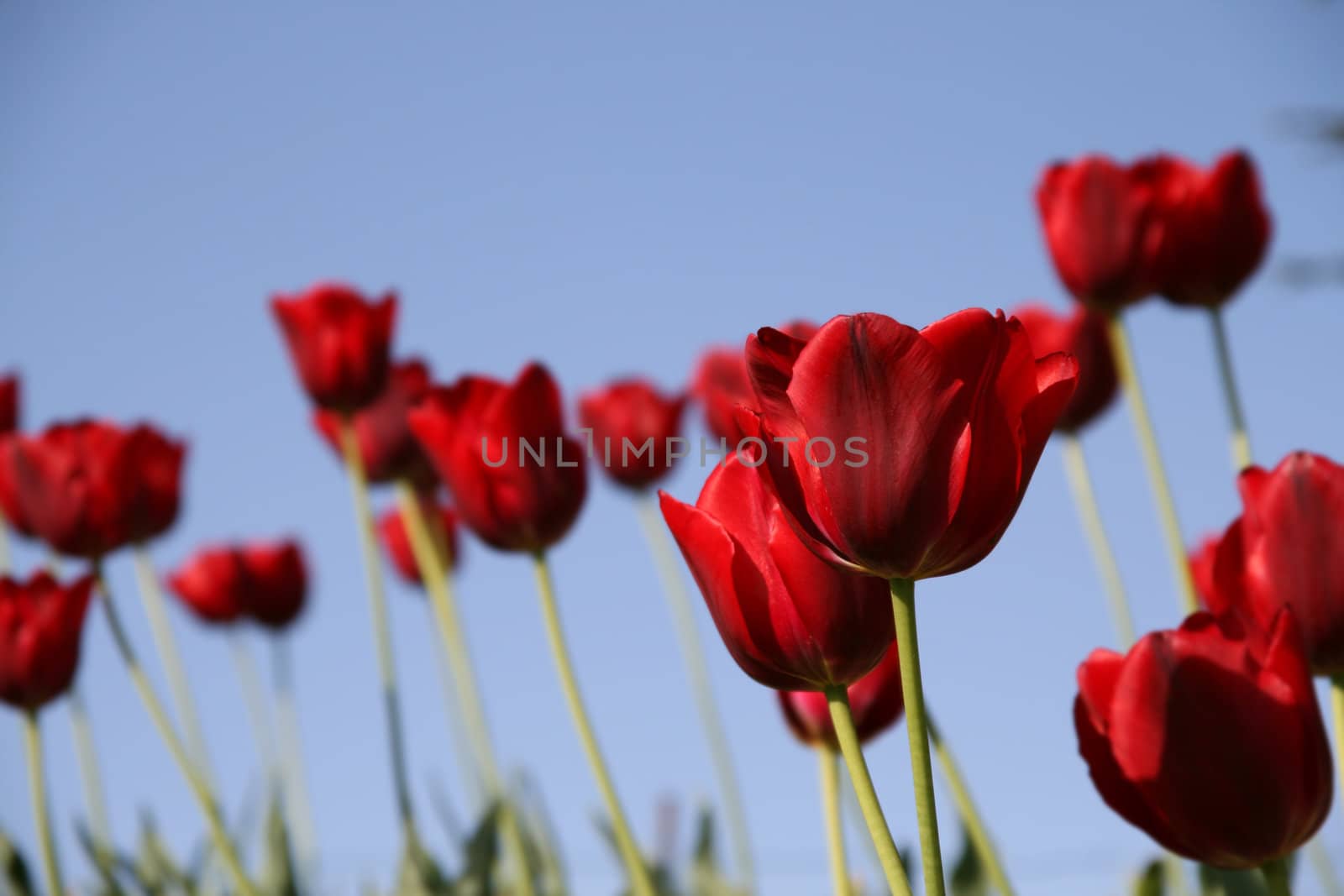 many red tulips in a field - blue sky