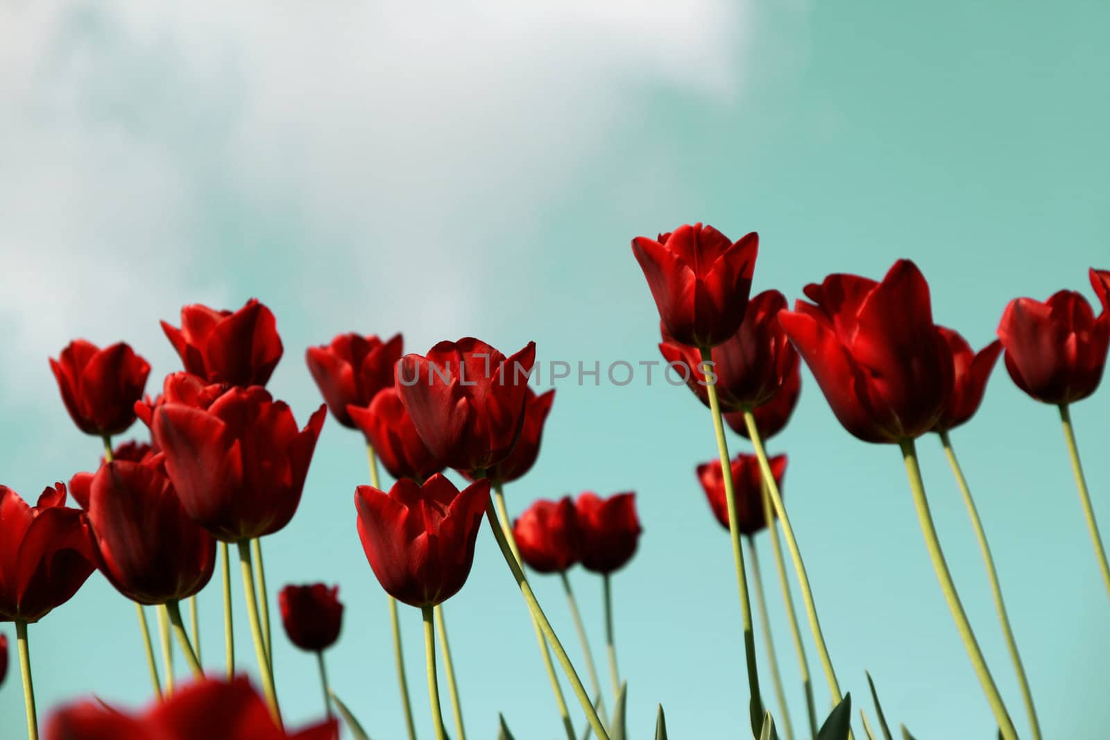 many red tulips in a field - aqua blue sky