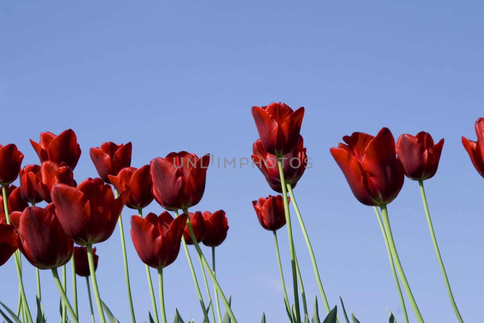red tulips field on a blue sky by daboost