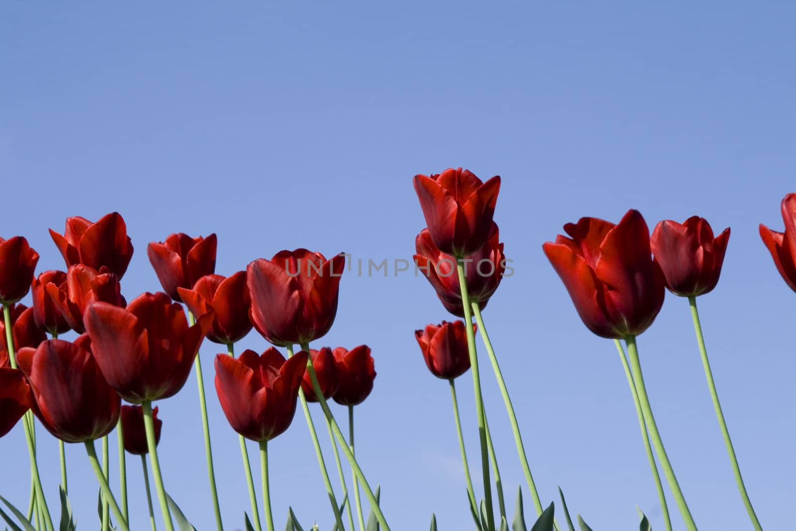 many red tulips in a field - blue sky