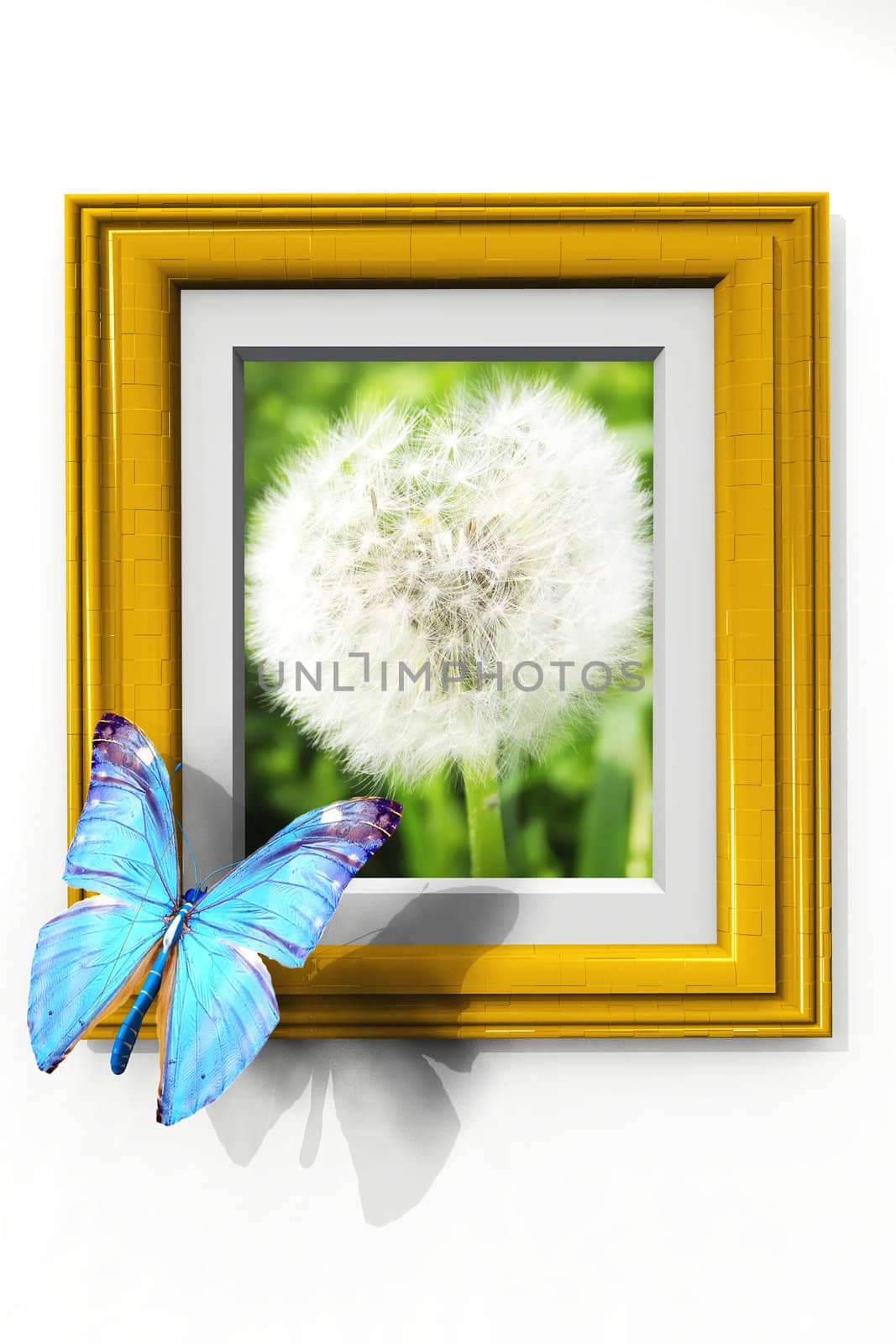 the butterfly with wings on a flower frame