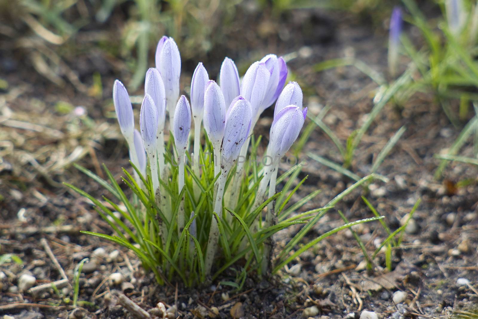 lot of purple crocus flowers in spring