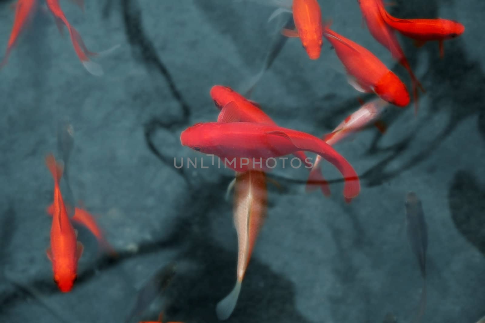 japanese red fish by daboost