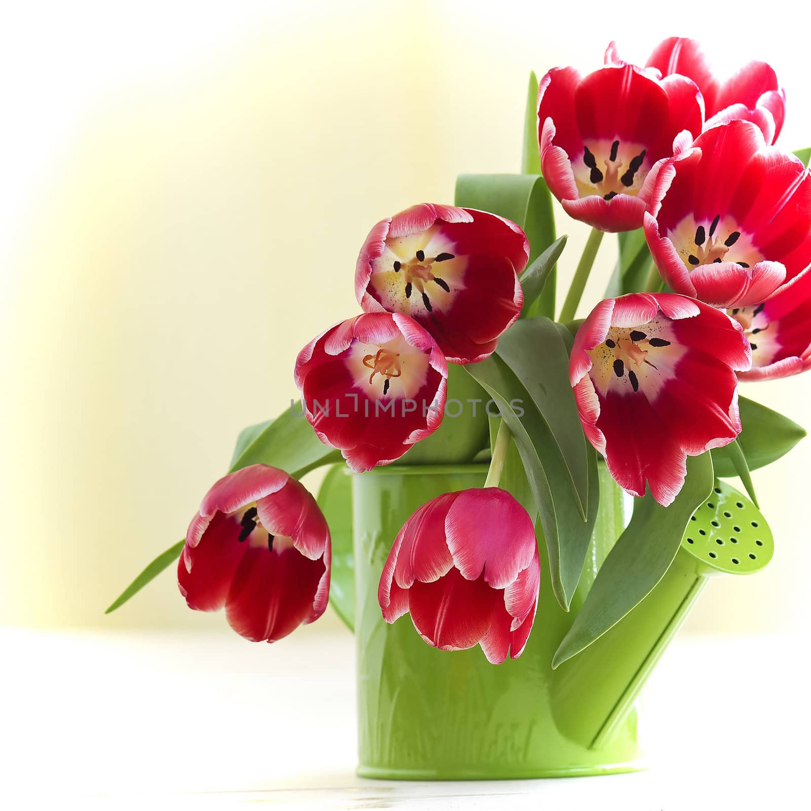 bunch of red tulips