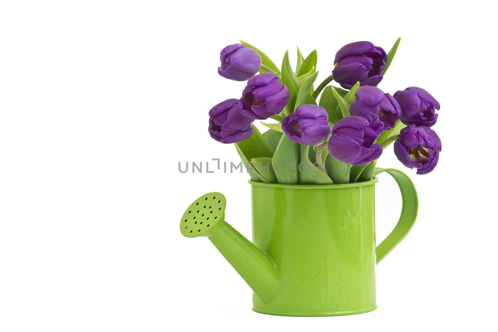 bunch of violet tulips