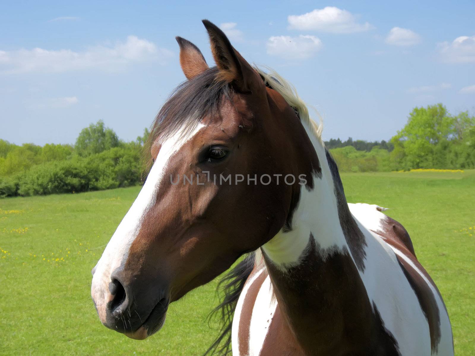 piebald  horse in the meadows  green