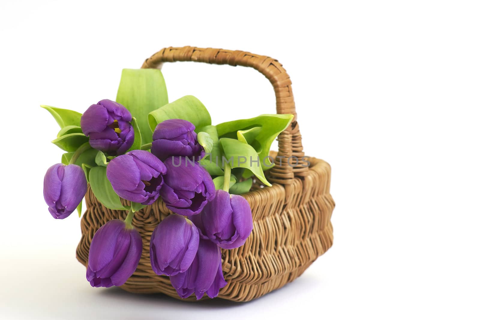 violet tulips