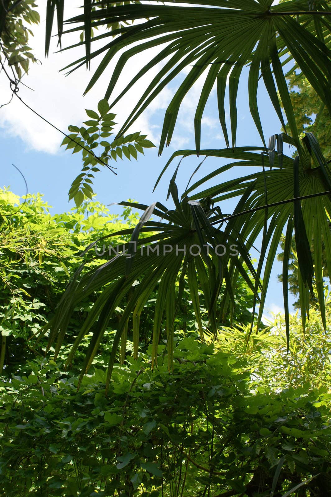 palm in tropical jungle, vegetation detail