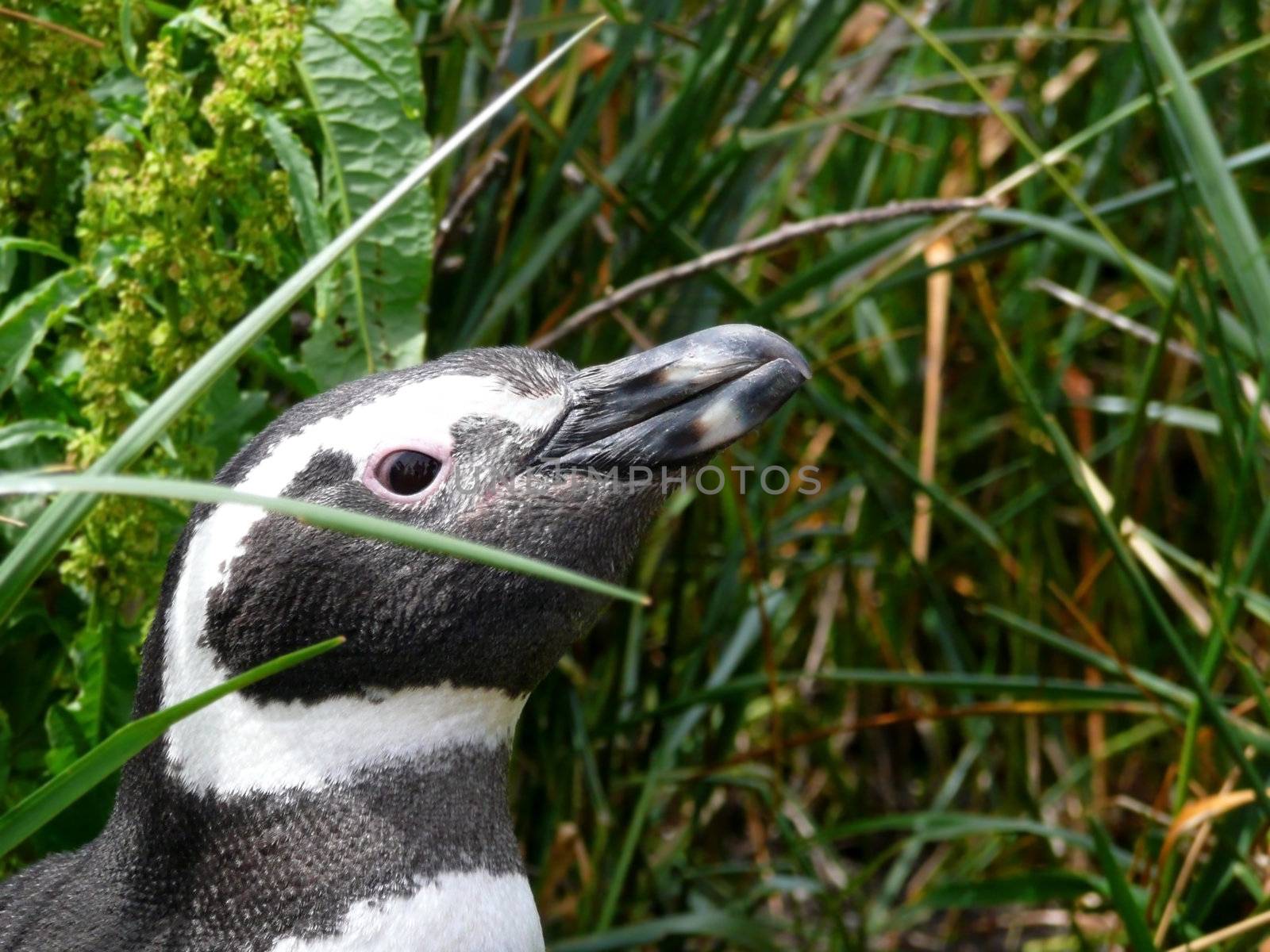 Magellan penguin near Ushuaia, Patagonia