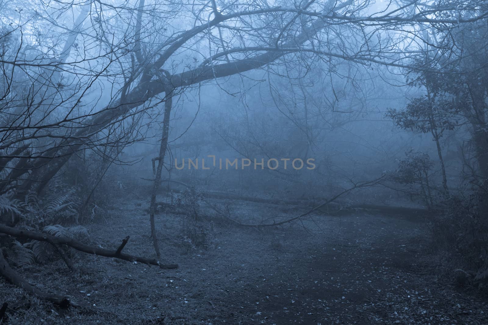 Tropical forest in thick fog