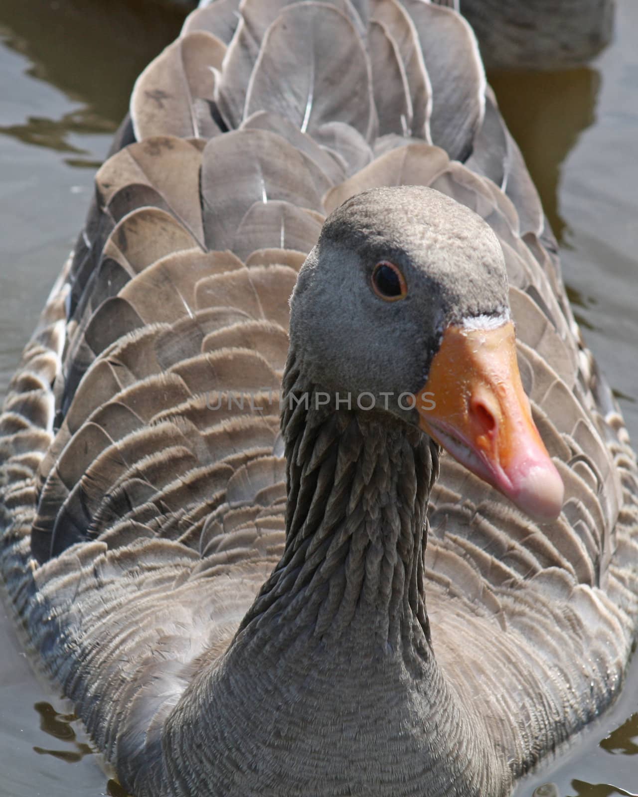 close up duck 5 by lizapixels