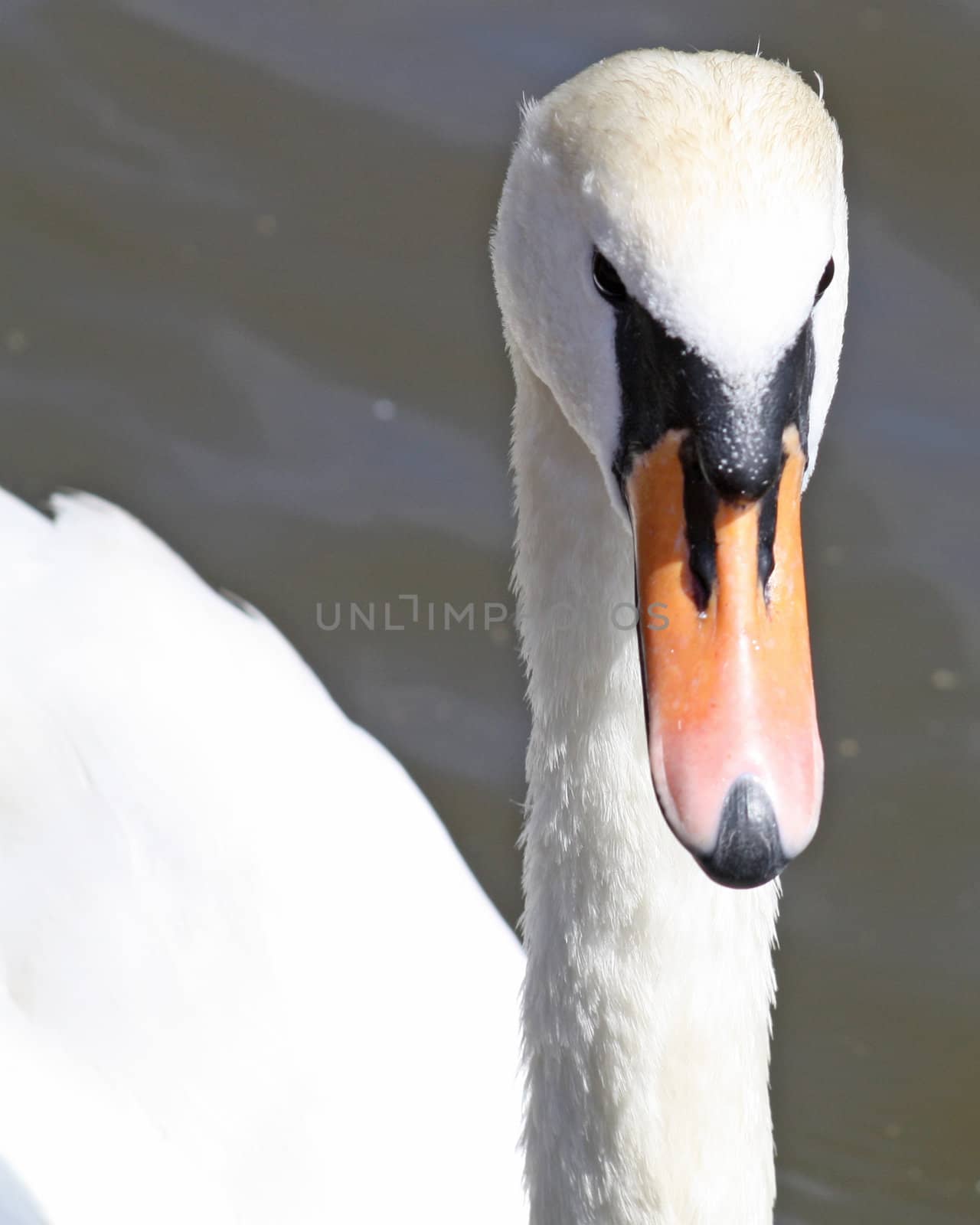 close up swan by lizapixels
