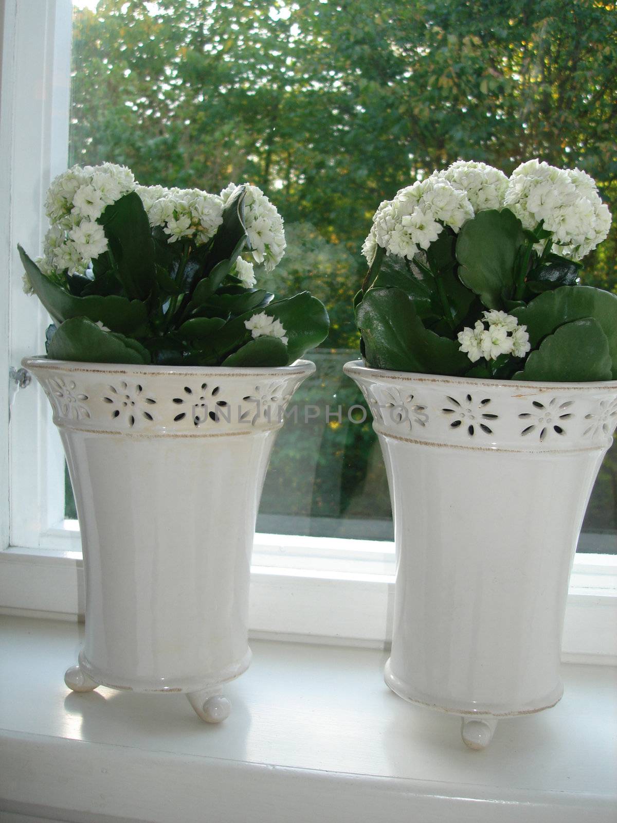 blossom flowers on the windowsill